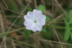 Ipomoea pes-tigridis